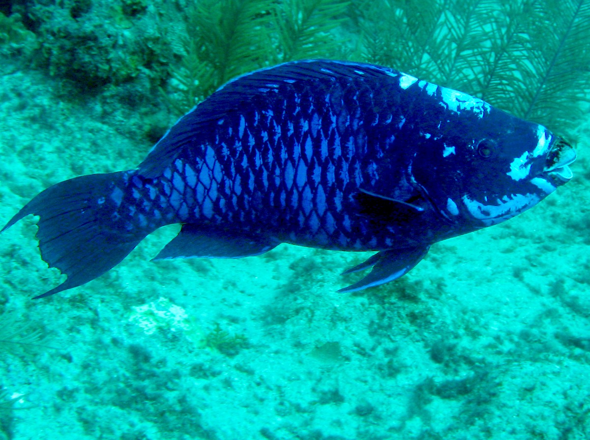Midnight Parrotfish